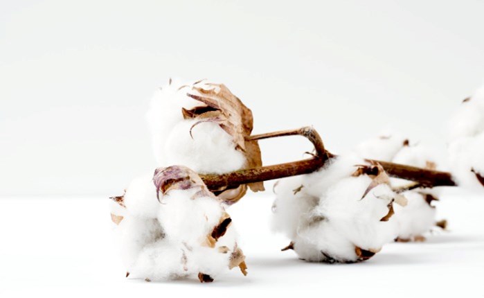 European Cotton Alliance: Spec 2 εκατ. ευρώ για το Ευρωπαϊκό Βαμβάκι