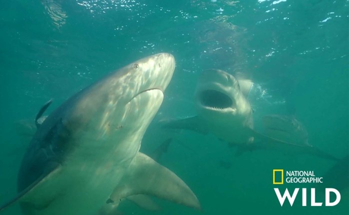 National Geographic Wild: To «Αφιέρωμα: Sharkfest» επιστρέφει τον Ιούλιο