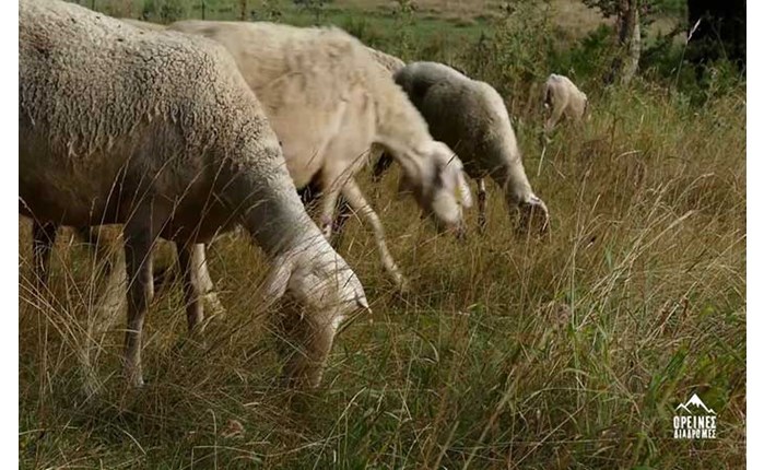 Ορεινές Διαδρομές Όλυμπος από Sheepfish και McV&Η